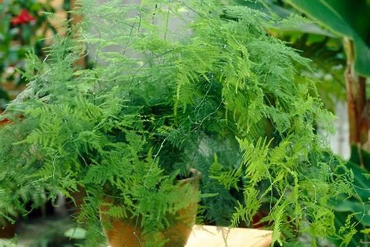 植物的根能否吸收有机物