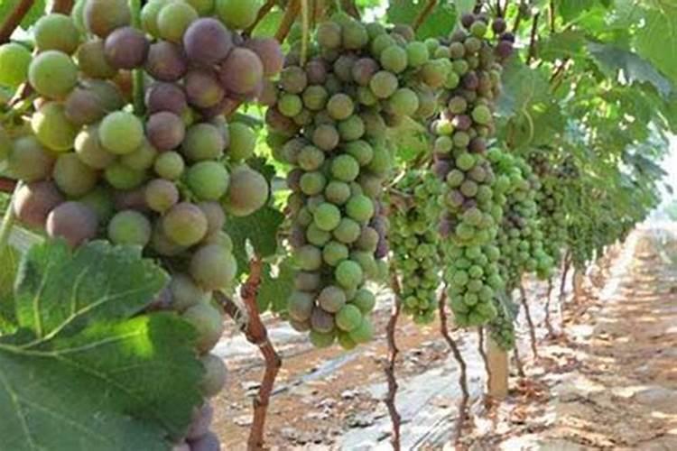 高磷水溶肥怎么使用？