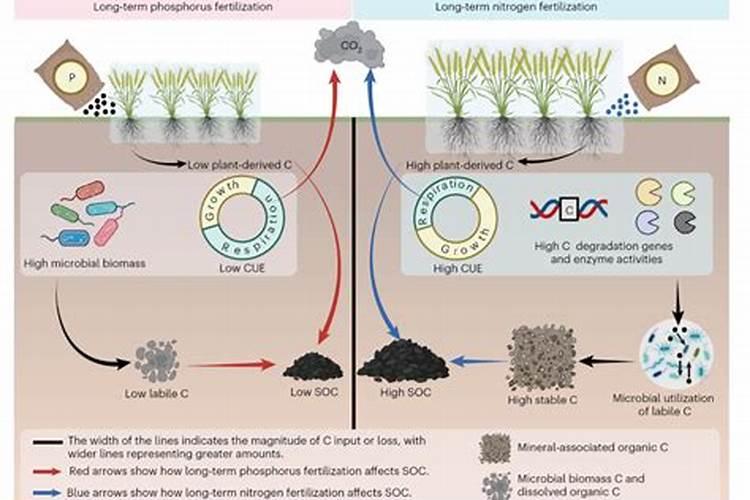 生物有机碳肥的关键作用是什么