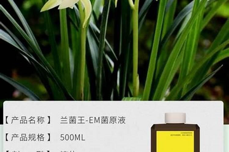 白兰花用什么肥料最好