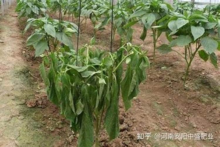 辣椒需要施什么肥料 施肥过多怎么处理