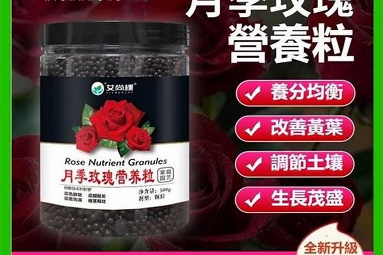 月季花怎么养护和施肥