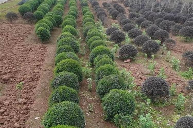 这些作物怎么使用鱼蛋白肥？千万别施错了!