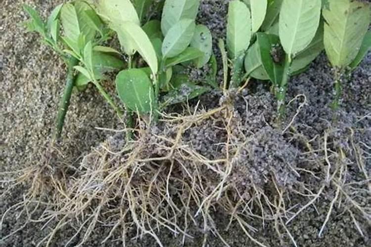 盆栽花卉用什么肥料比较好？哪些肥料生根壮根肥效好？