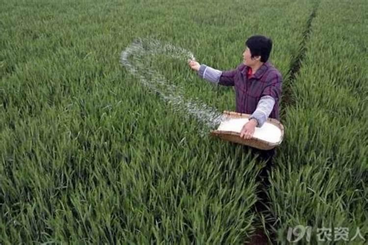 种青菜如何正确施肥