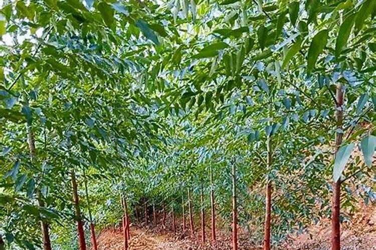 桉树施肥的正确方法