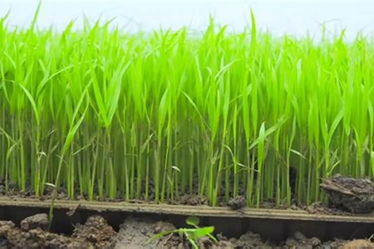 提高水稻有效分蘖的方法有哪些