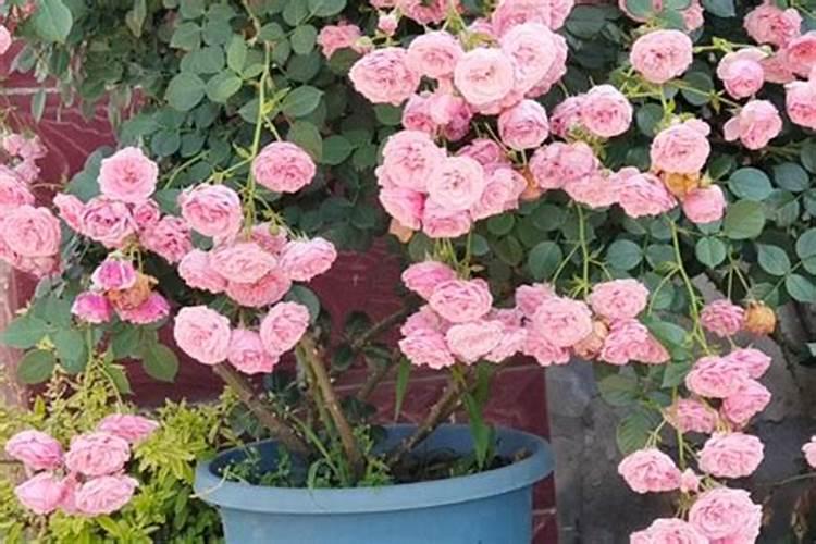 蔷薇用什么肥料最好