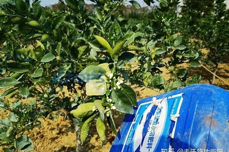 中量元素水溶肥是什么肥料