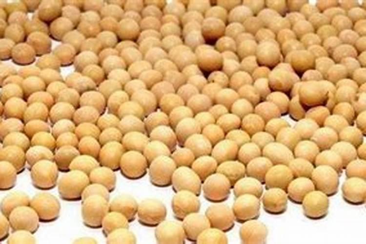 黄豆泡的水可以浇花吗？