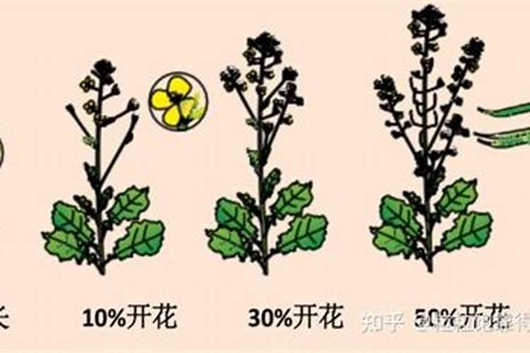 请问油菜结荚期的田间管理怎么做？