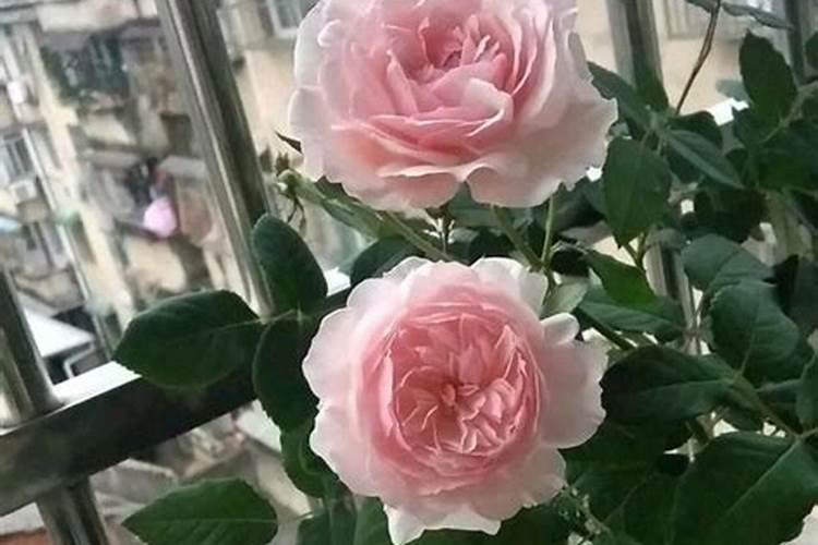 芸苔素浓度多少 月季