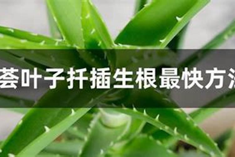 芦荟用什么肥料长得快
