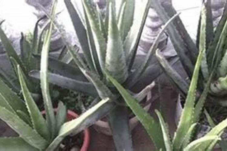 芦荟用什么肥料长得快