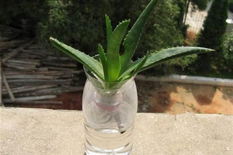 芦荟怎么生根最快,4个步骤使根须快速生长