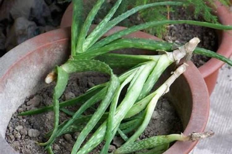 芦荟用什么肥料长得快,怎样养大养胖？