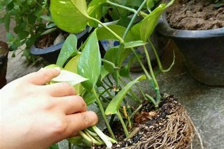 五洲丰复合肥14一22一12是高磷复合肥么？