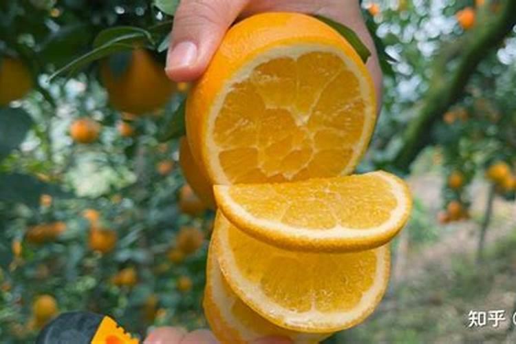 脐橙树的需肥特点有哪些？