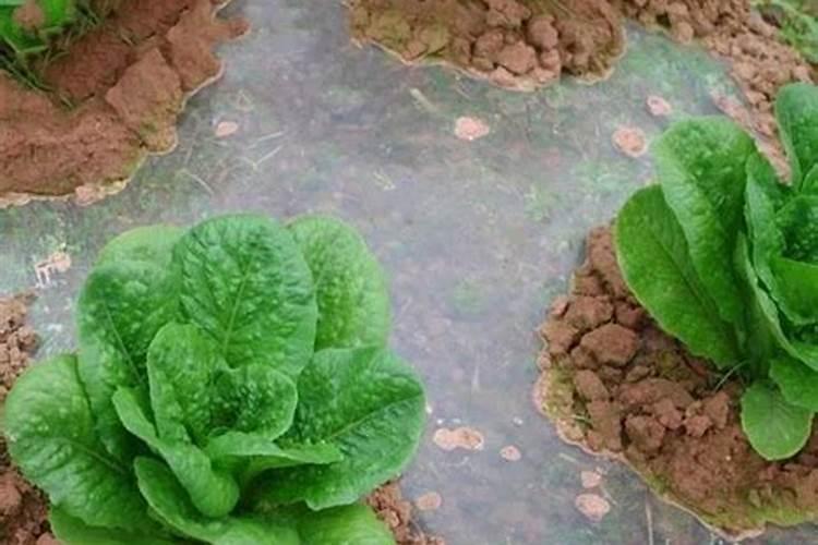 【冬季露天蔬菜种植】冬季露天蔬菜种植管理 冬季露地蔬菜栽培注意事项...