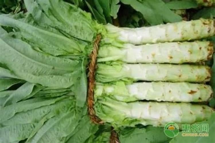 莴笋怎么施肥莴笋施肥规律