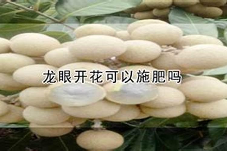 龙眼开花可以施肥吗
