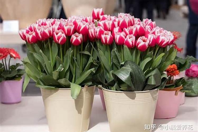 种植郁金香用什么肥料