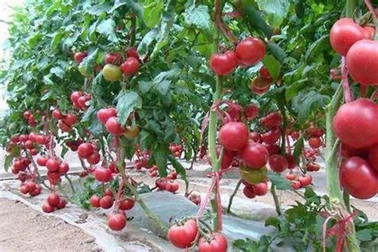 西红柿第一穗果实快成熟时冲施肥能加尿素吗？