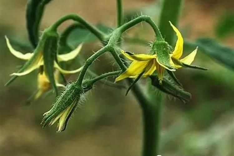 大棚西红柿移植后什么时间施肥