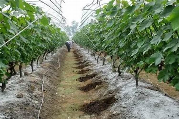 水溶性磷肥使用方法