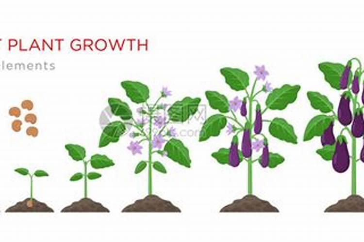 植物施肥用什么好 给植物施什么肥比较好