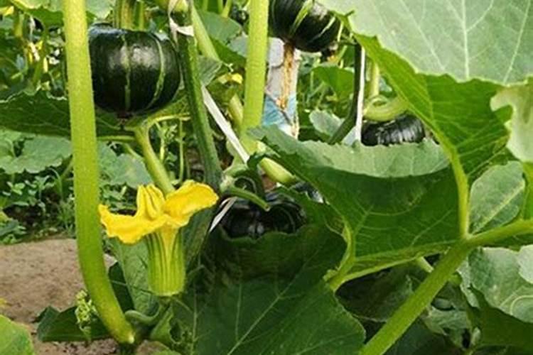 种植南瓜需要的氮磷钾肥比例