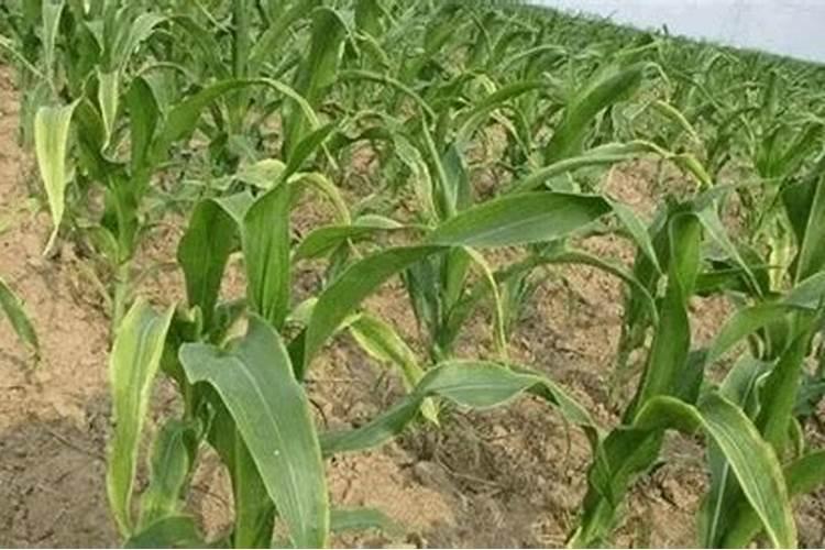 钾肥是什么肥料 植物缺少钾肥会怎么样