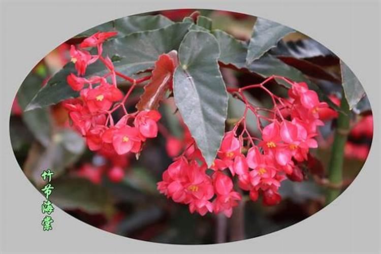 竹节海棠怎么施肥 竹节海棠施肥注意事项总结