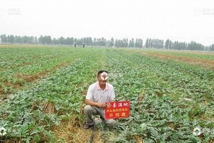 什么是有机化肥