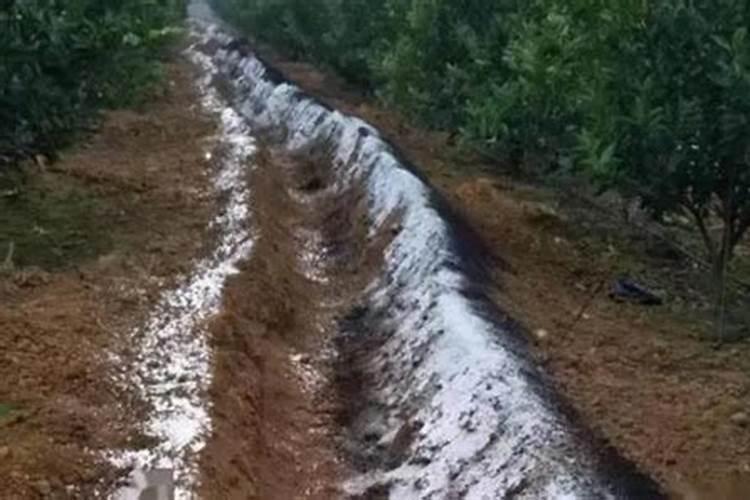 花椒树正确的施肥方法