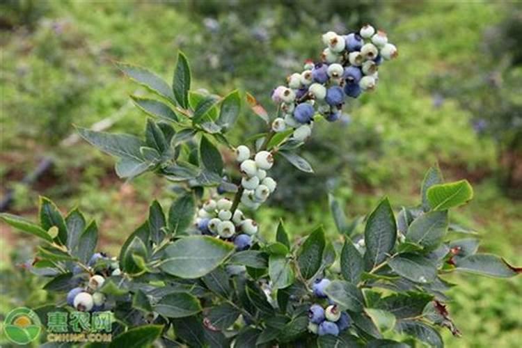 想问一问,盆栽蓝莓怎样施肥增加甜度和大小