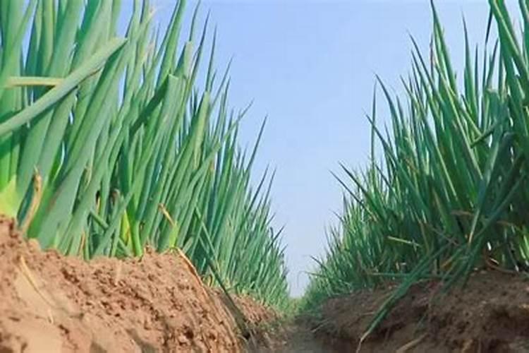 适量硼肥是每亩施多少斤硼肥