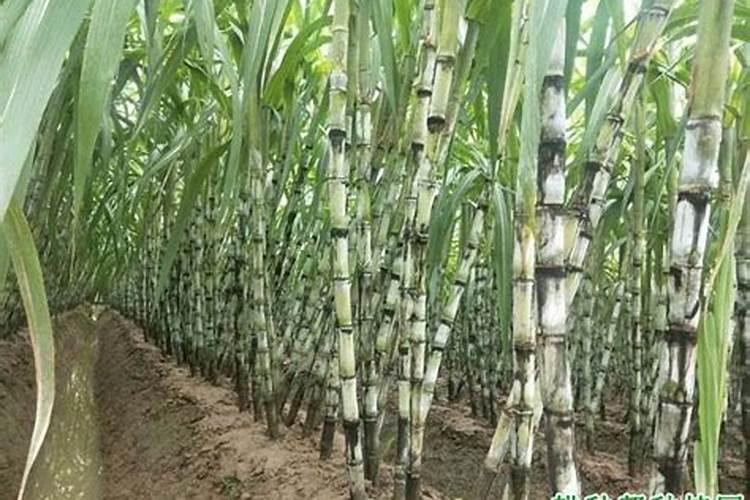 甘蔗施什么肥料长的粗大