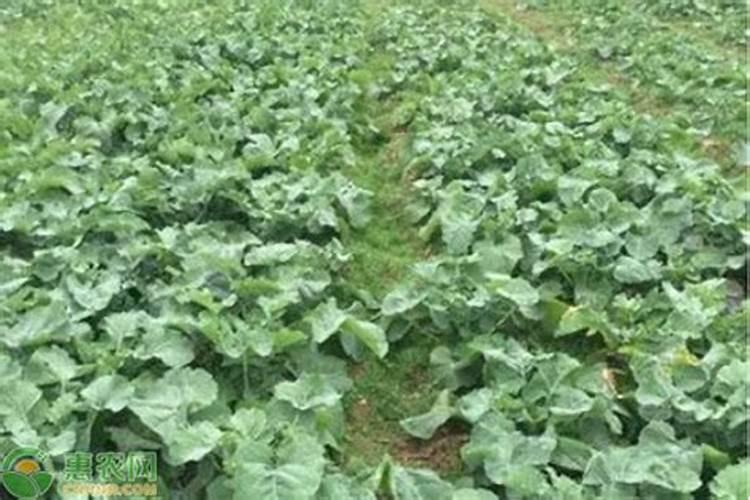 种植油菜为什么要施硼肥 油菜啥时候施硼肥好