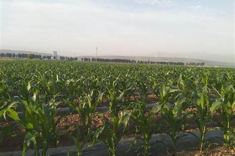 中微量元素肥料有哪些