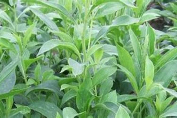 农用叶面肥木醋液哪家快