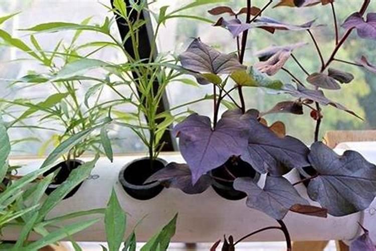 红薯叶面能喷尿素