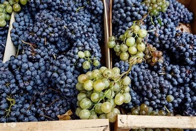 葡萄增甜最好方法