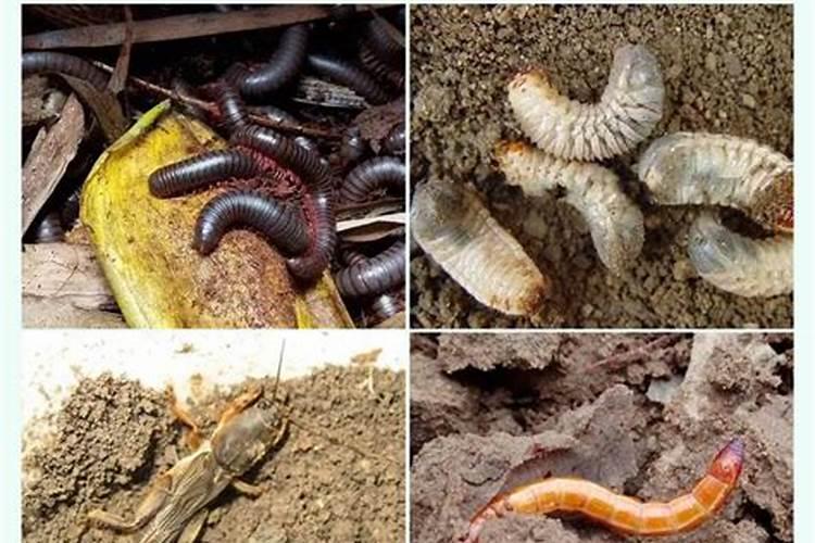 花生拌种什么药最好