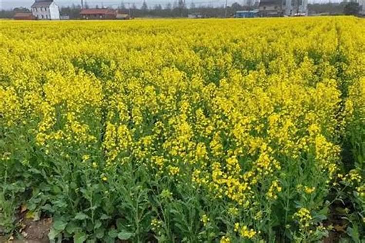 小水榕需要绑沉木吗