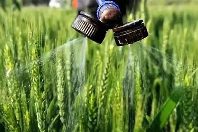 黑麦草适合施什么肥料好