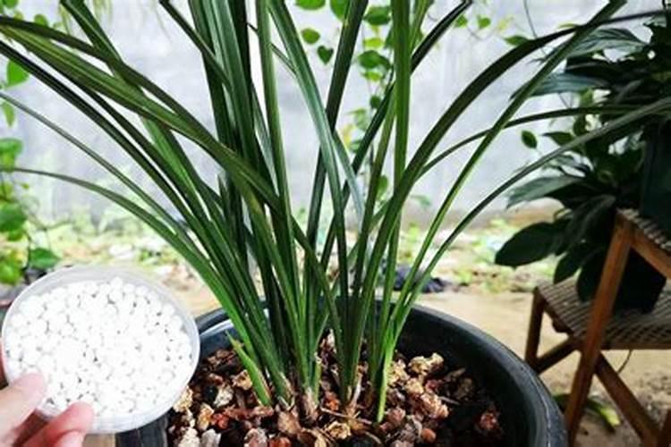 兰花上玩魔肥还用上别的肥吗