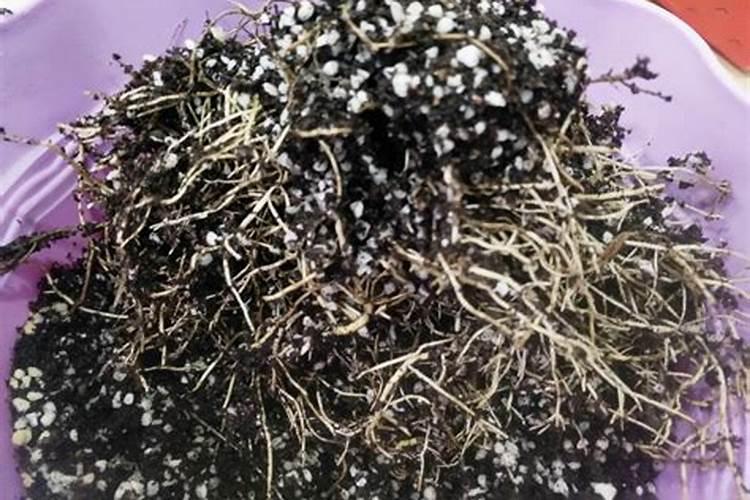 生根粉的使用方法怎么用比较好