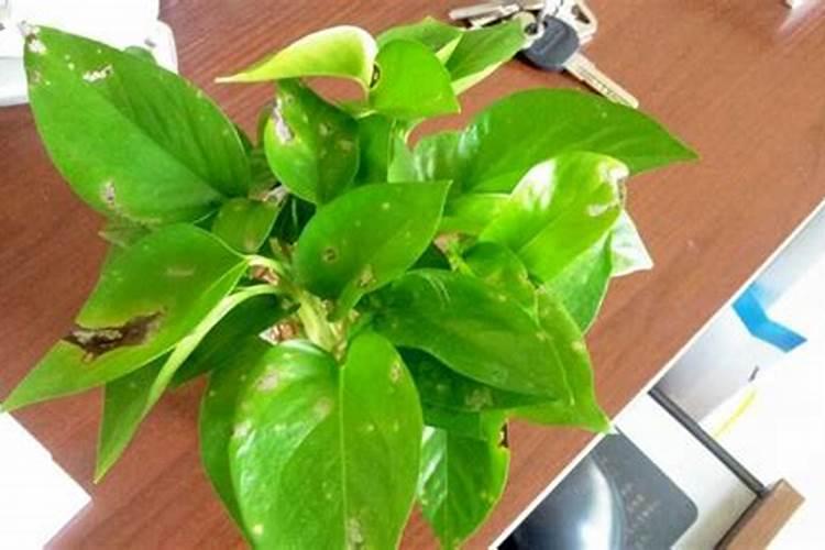 绿萝叶子有白斑是什么原因怎么办