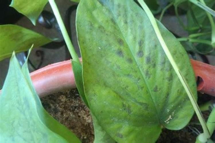 绿萝叶斑病的防治措施有哪些？